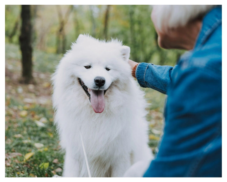 Pies rasy Samoyed siedzący na trawie